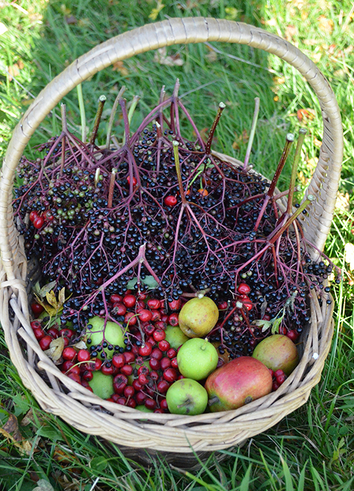 Foraging basket filled with crab apples, haws and elderberries.