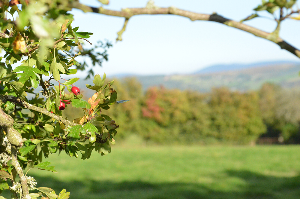 Wicklow Mountains viewed through a Hawthorn Branch